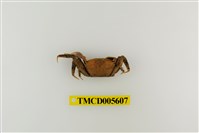 藏品(特氏大眼蟹)的圖片